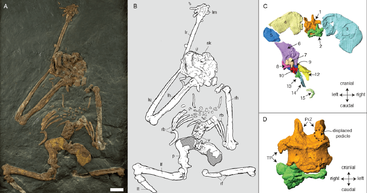 Esqueleto de Oreopithecus bambolii y detalles de la pelvis y las vértebras lumbares