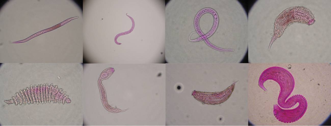Imagen al microscopio de varios de los organismos que viven en el sedimento del fondo marino. Imagenes: Cristina Gambi / Universidad Politécnica de Marche 