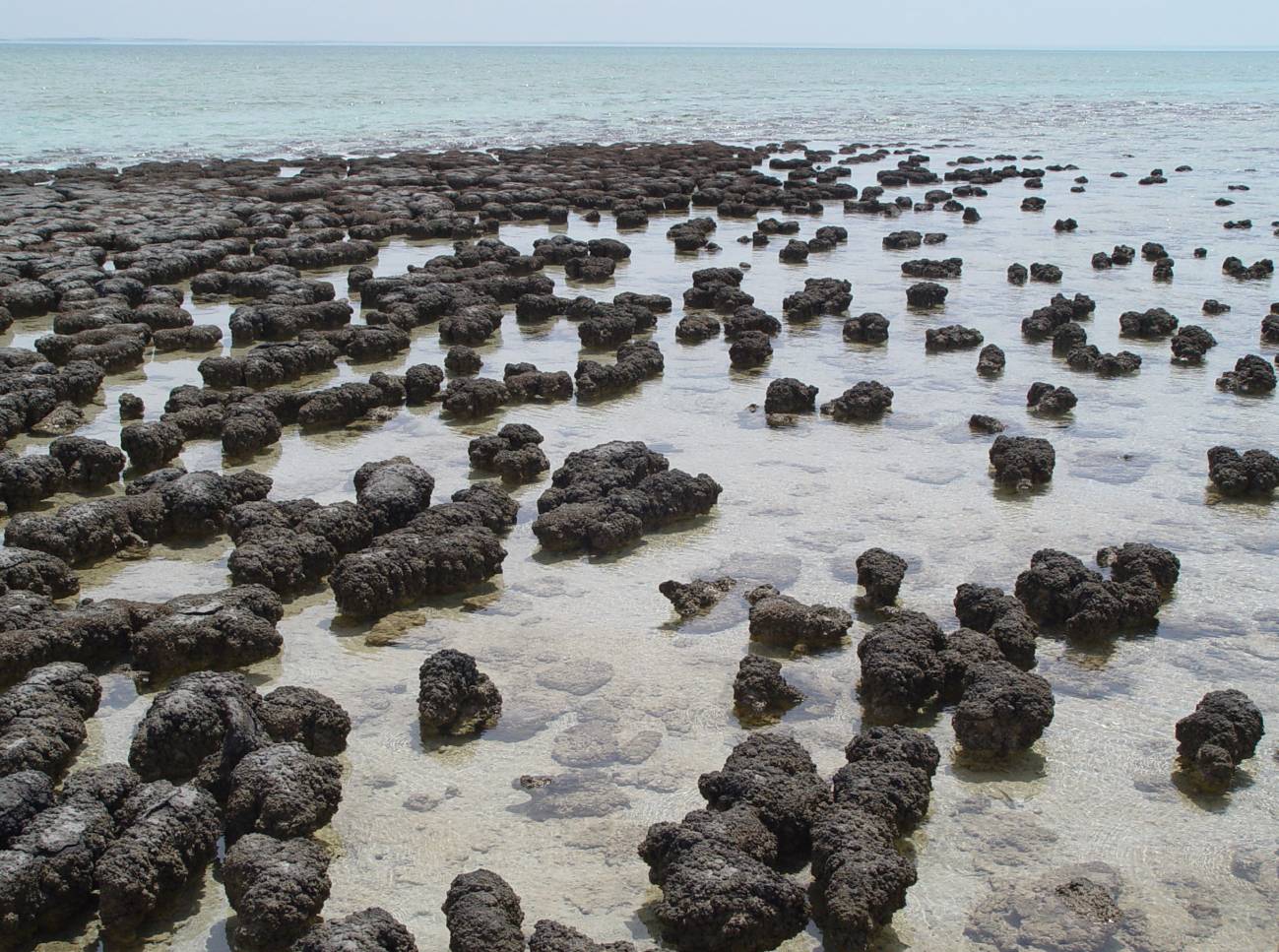 Estromatolitos en la Bahía Shark, Australia. / Wikipedia