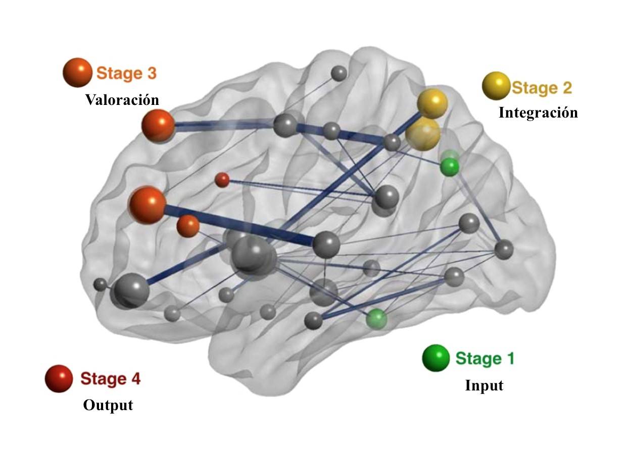  Las regiones que componen la red cerebral estudiada contribuyen a la captura de la información relevante (Stage 1, input), su integración (Stage 2), valoración (Stage 3) y preparación de la respuesta (Stage 4, output). /UAM