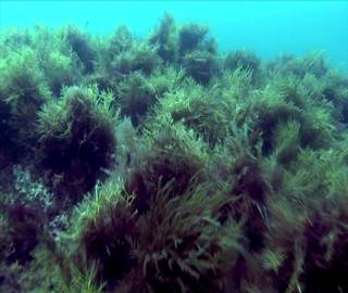 Praderas submarinas del alga roja Gelidium corneum