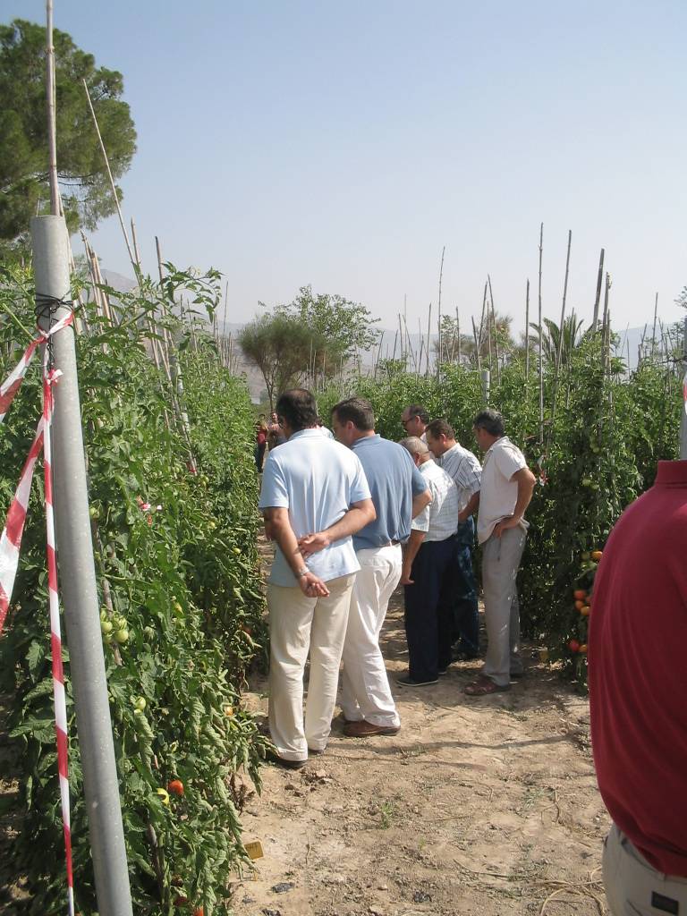Un grupo de agricultores, colaboradores con la UMH, analizando la plantación de los investigadores