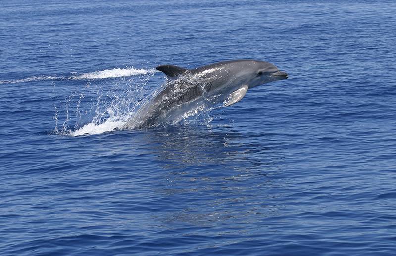 Un ejemplar de delfín mular en el Puerto de Andratx de Mallorca. / Txema Brotons. A. Tursiops.