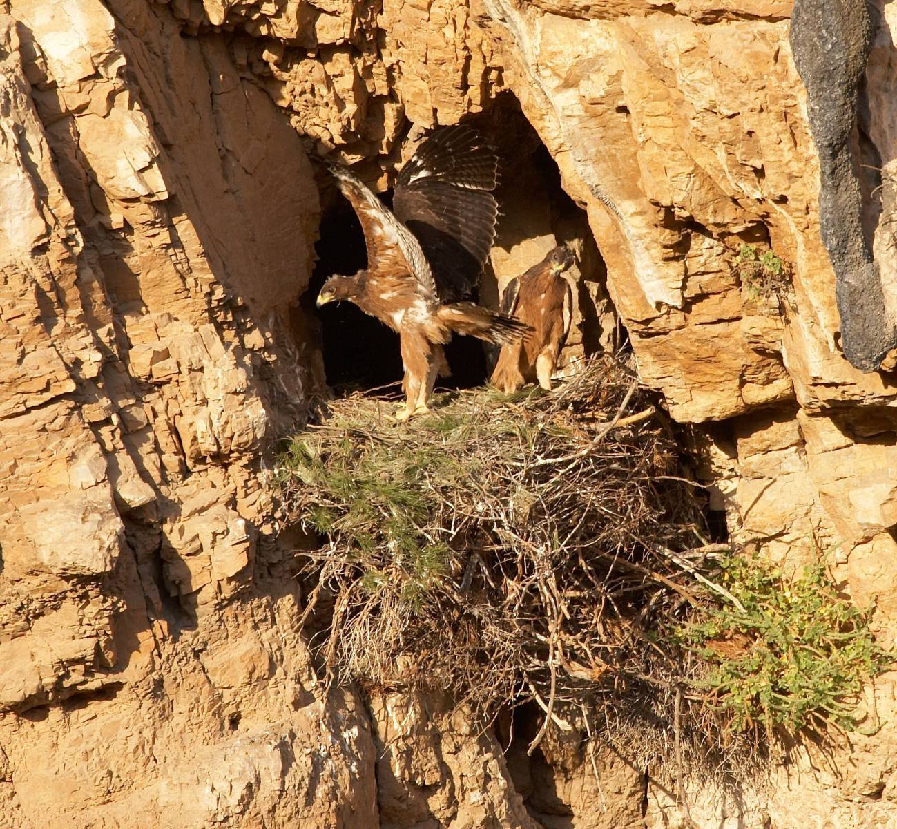Las águilas construyen nidos alternativos y usan repelentes naturales para  evitar a los parásitos