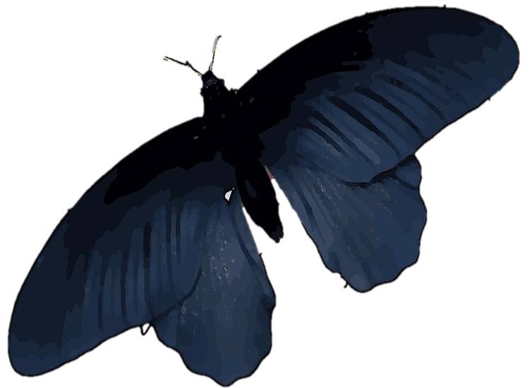 Las alas de la mariposa negra tienen el secreto para mejorar las