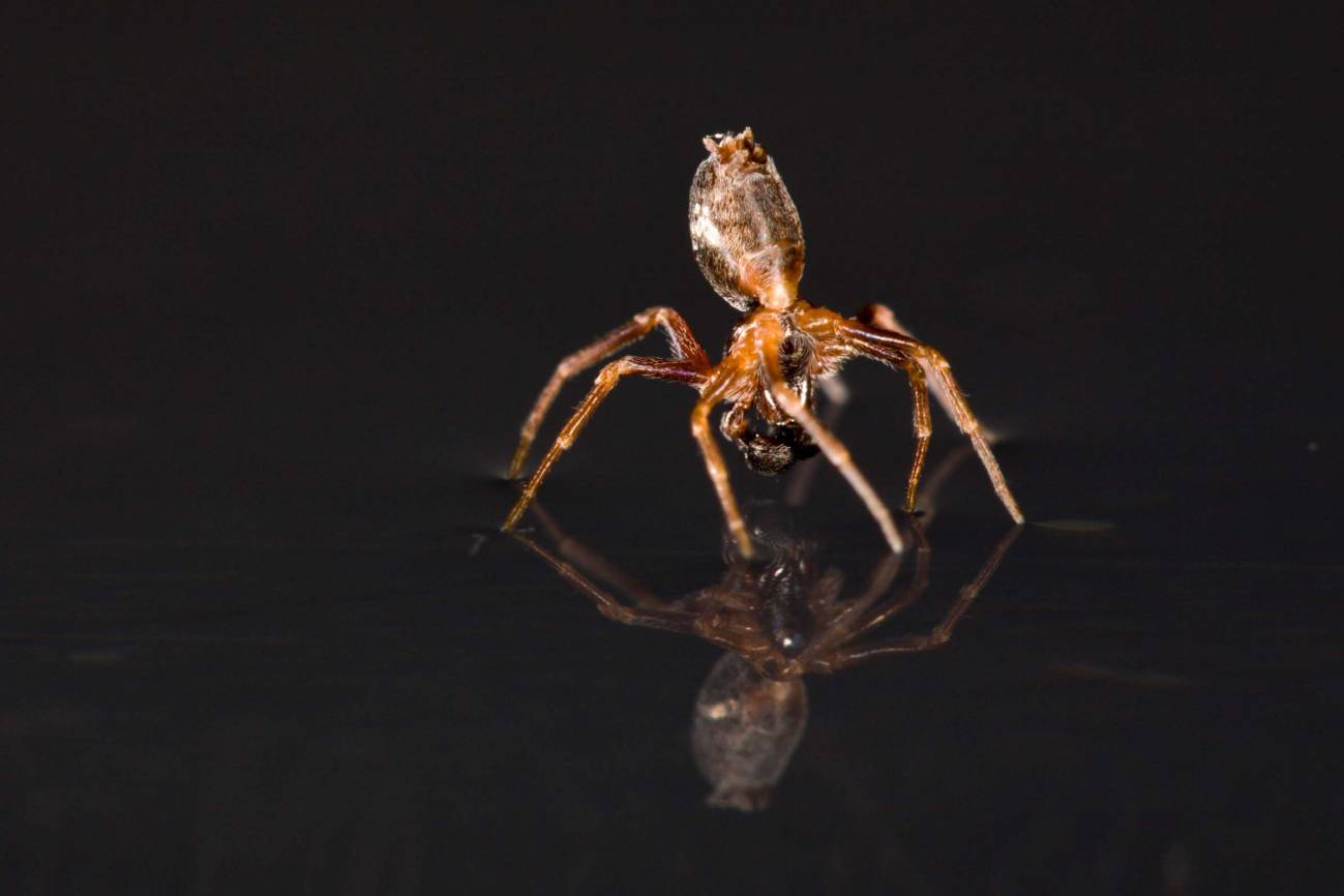 Una araña en el agua 