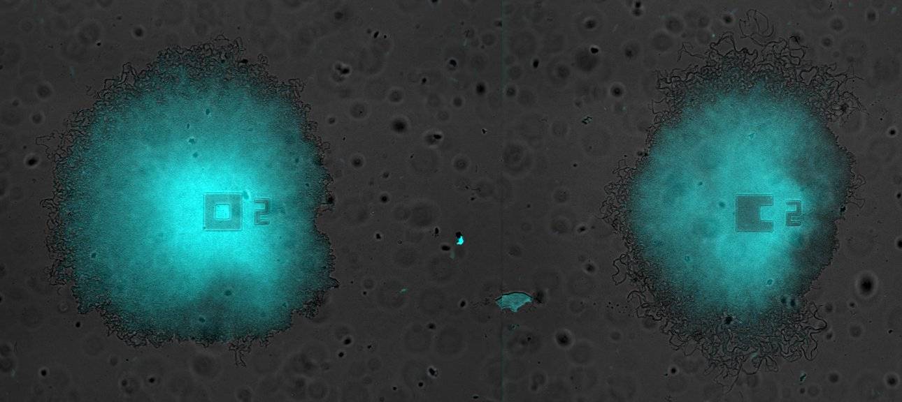 Oscilaciones sincronizadas en un par de biofilms creciendo en la misma cámara de microfluídica. - Universidad Pompeu Fabra, Universidad de California