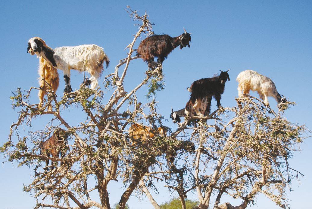 Las cabras trepadoras dispersan las semillas de los árboles escupiendo