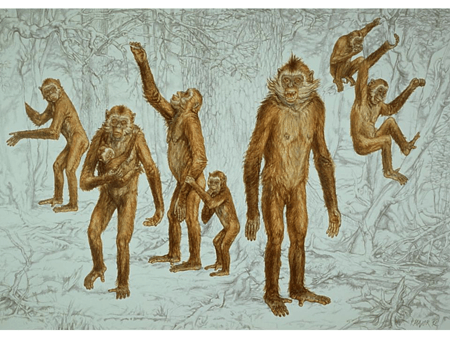Reconstrucción del primate hominoideo Oreopithecus bambolii