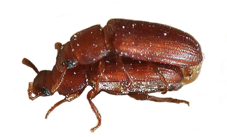 hembra de escarabajo castaño de la harina