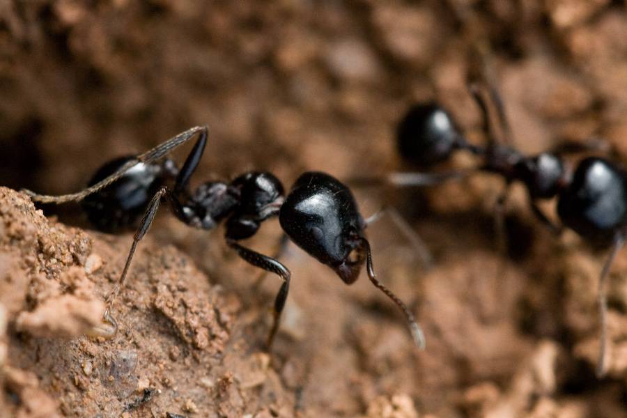 Hormigas de la espécie M.Bouvieri