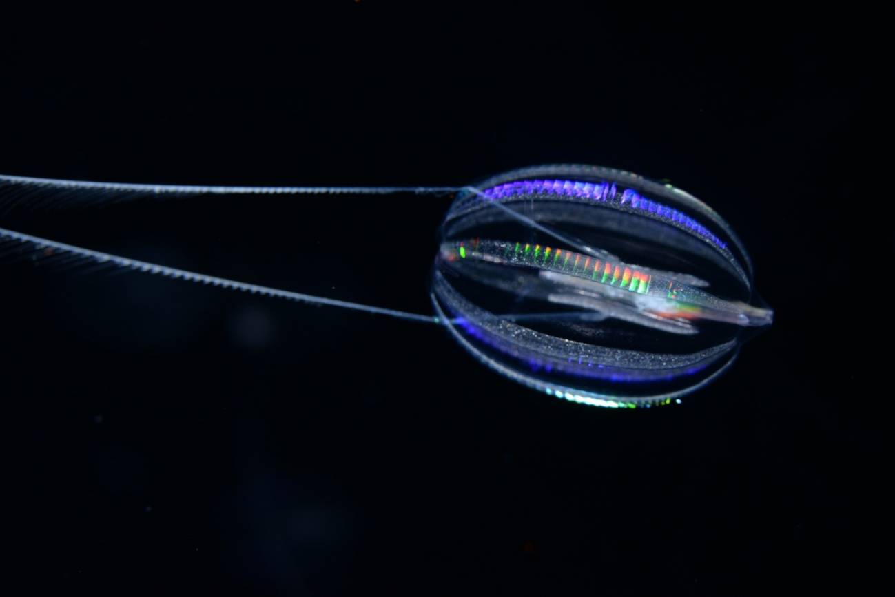 Ctenóforo o medusa peine. En la imagen, una Hormiphora californensis. / MBARI / Darrin Schultz