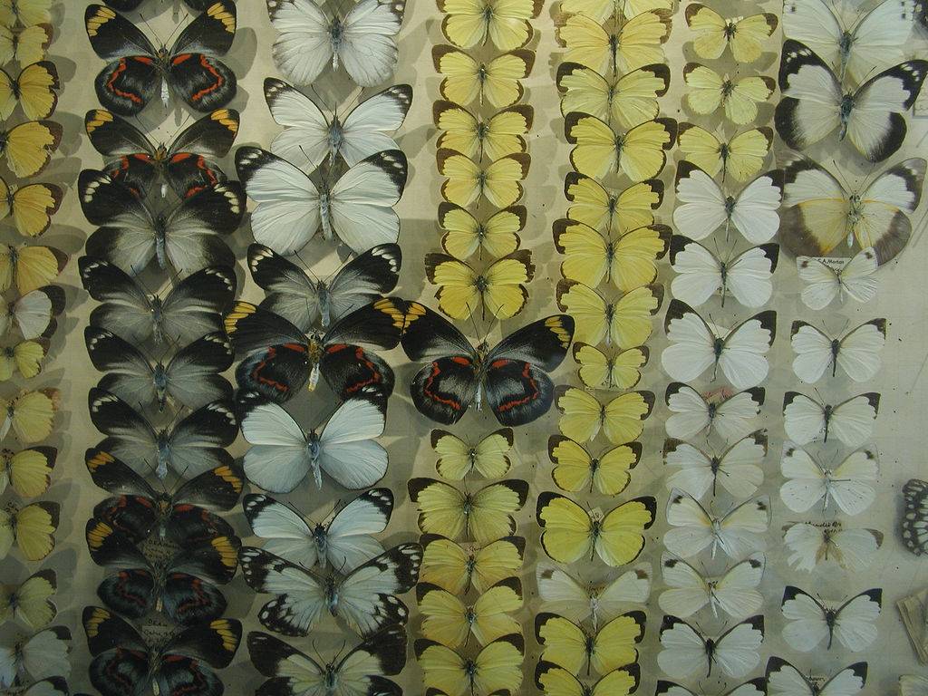 Colección de mariposas. Imagen: Margie & James