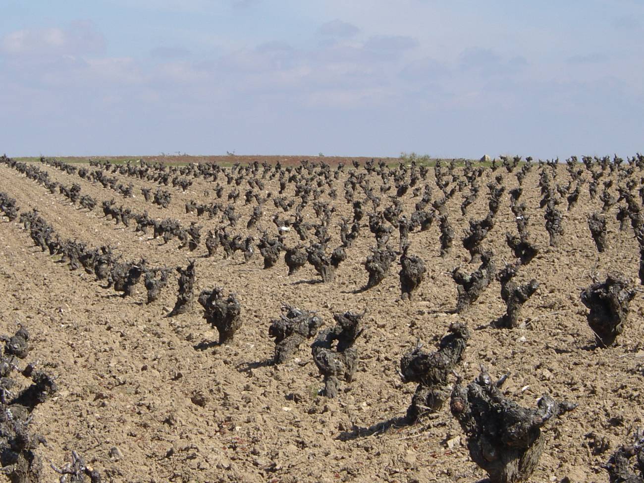 El proyecto pretende estudiar la relación entre las propiedades de un terreno y la calidad del vino que produce.