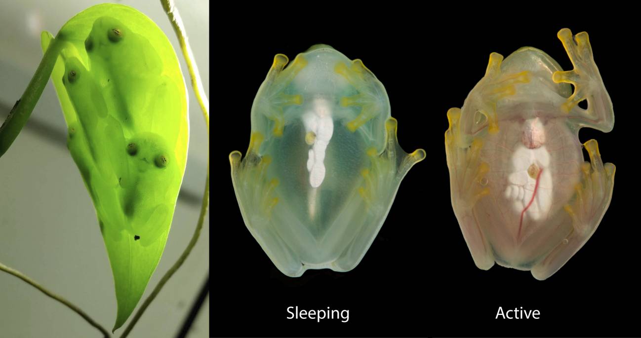 Grupo de ranas de cristal durmiendo bajo una hoja