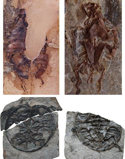 Imagenes del registro de tortugas mesozoicas