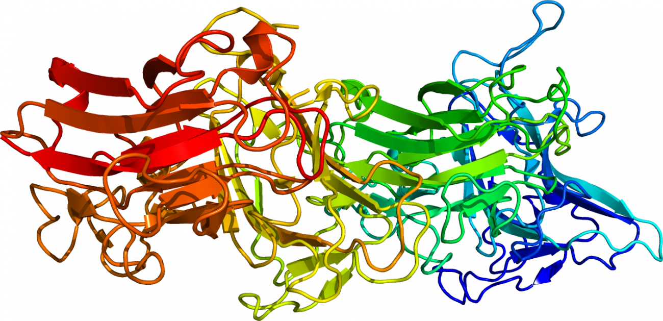 Molécula de la reelina, una proteína implicada en la neuroplasticidad neuronal. / Wikipedia