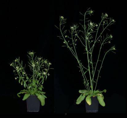 Imágenes de la planta Arabidopsis thaliana (variedad enana y normal).