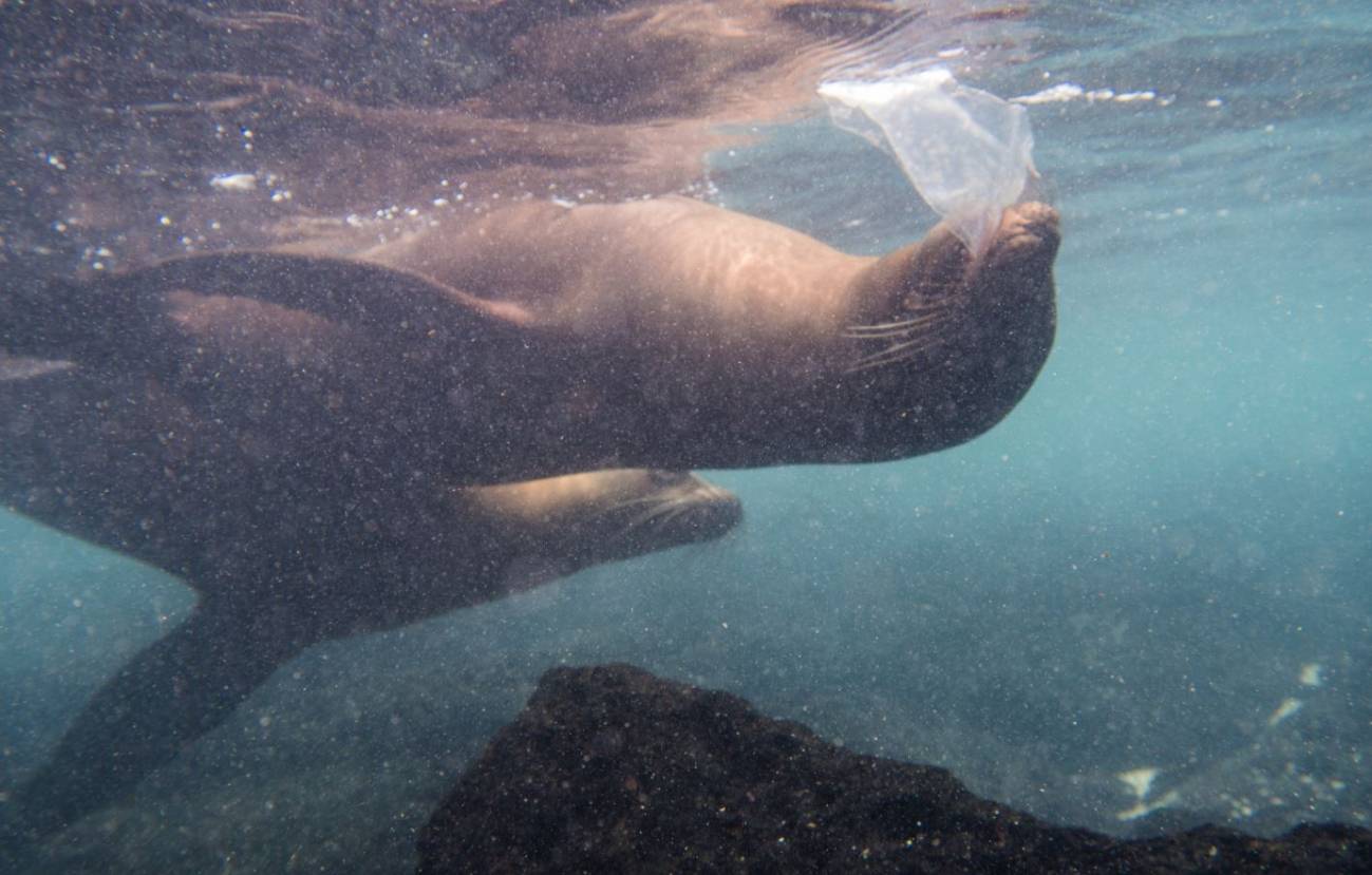 Leones marinos, tortugas e iguanas se topan ya con el plástico en las islas  Galápagos
