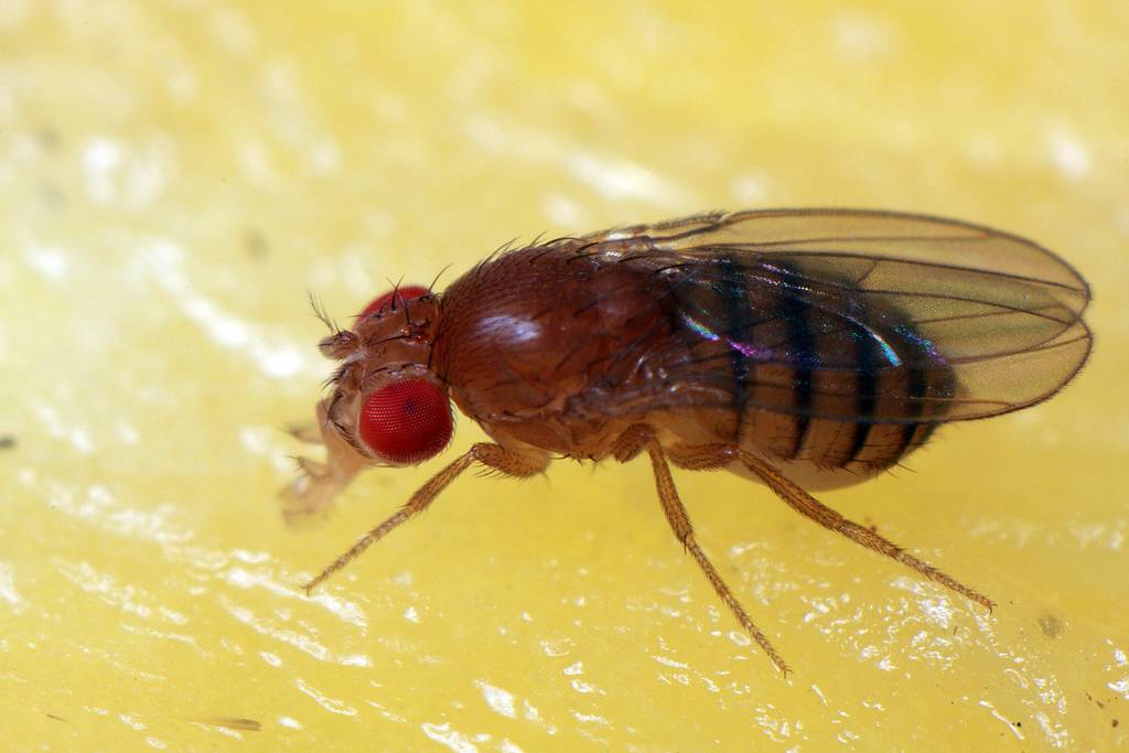 Hembar de mosca de la fruta. Imagen: Robbersdog