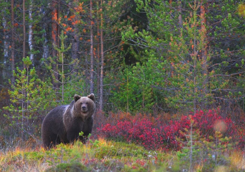 Un oso en un bosque europeo. FOTO: ©  Vicenzo Penteriani