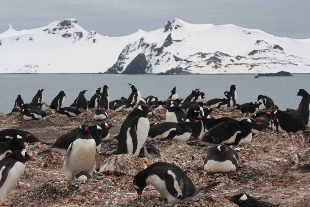 Colonia de pingüino papúa 