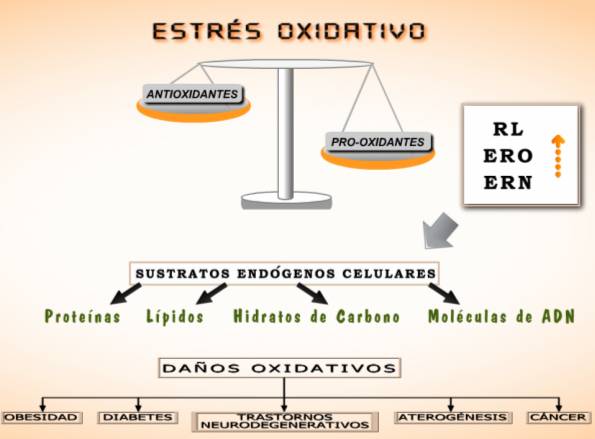Gráfica sobre el estrés oxidativo