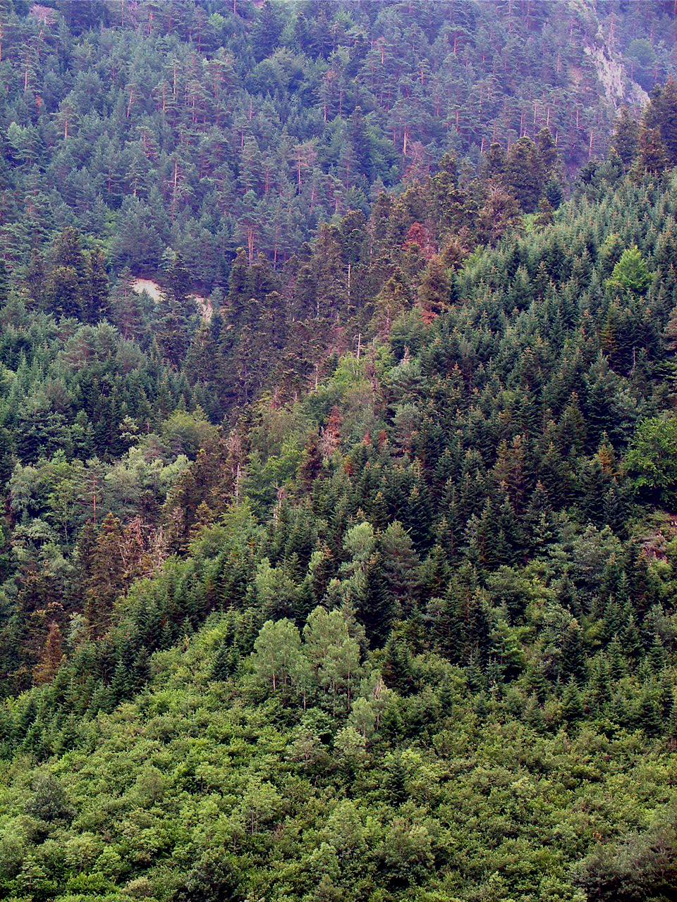 Procesos de mortalidad en bosques de abeto del Pirineo