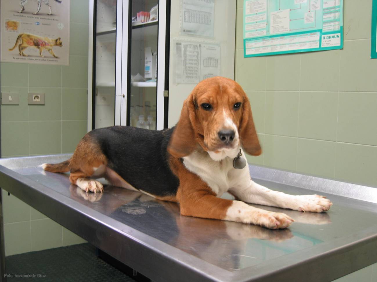 Persuasivo zona desagüe Los perros de raza 'beagle' completan su desarrollo cardiaco al año de vida