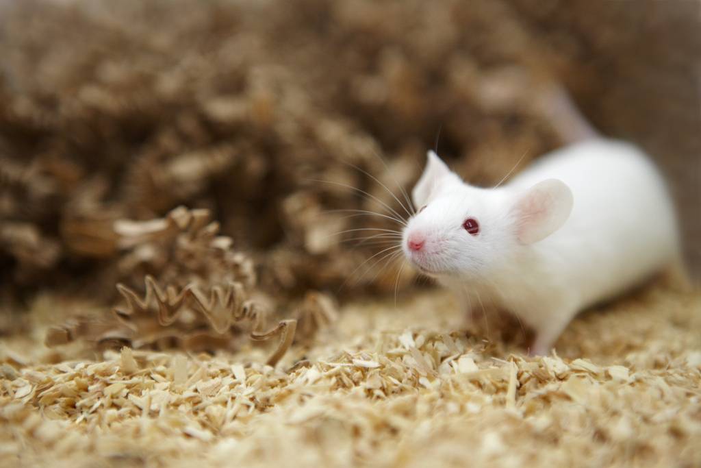 Los ratones tienen la capacidad de imitar sonidos ultrasónicos de otros machos. Imagen: Novartis AG