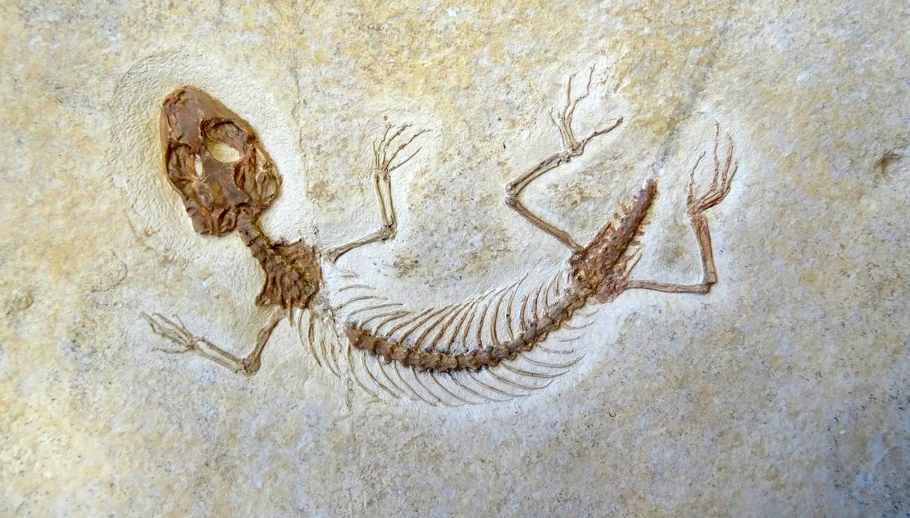 Eichstaettisaurus, uno de los pocos lagartos jurásicos conocidos