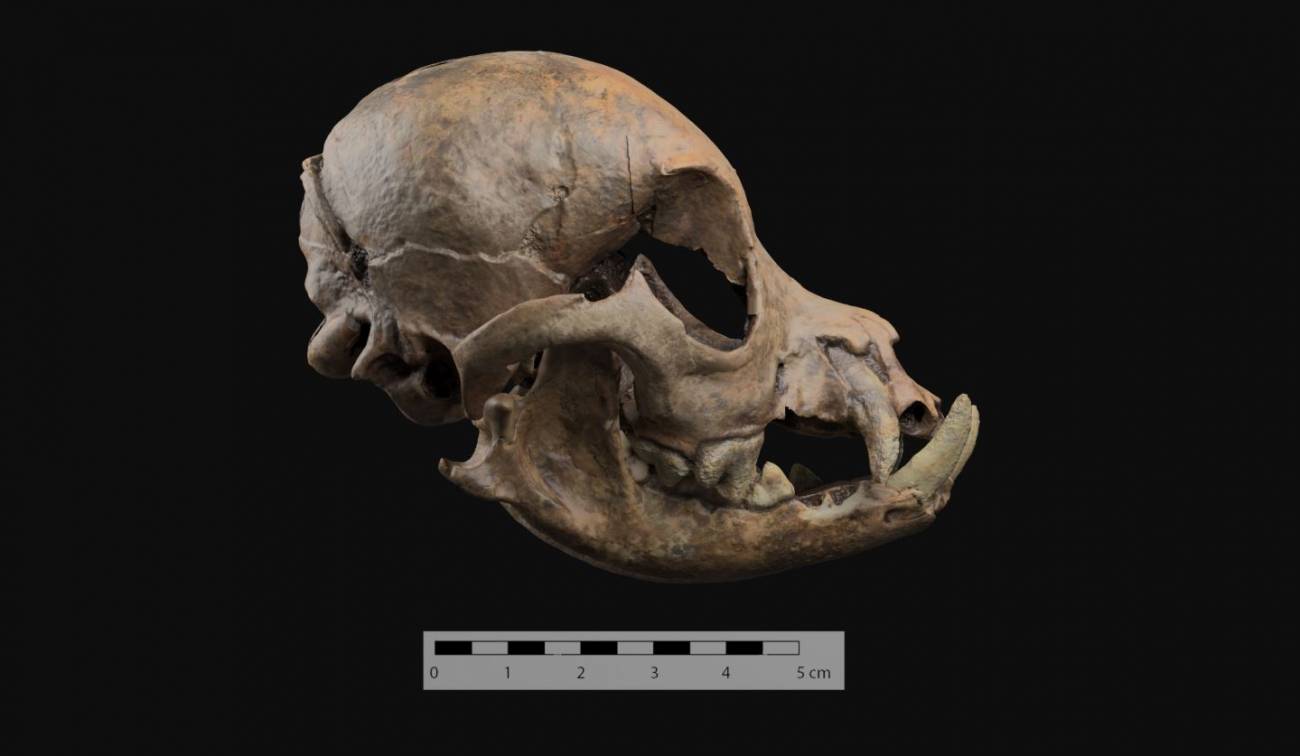 Cráneo redondeado del perro romano