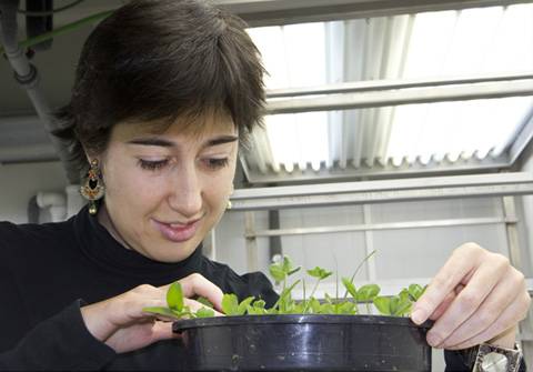 La investigadora Usue Pérez junto a una de las cámaras de crecimiento de plantas en condiciones controladas del laboratorio.