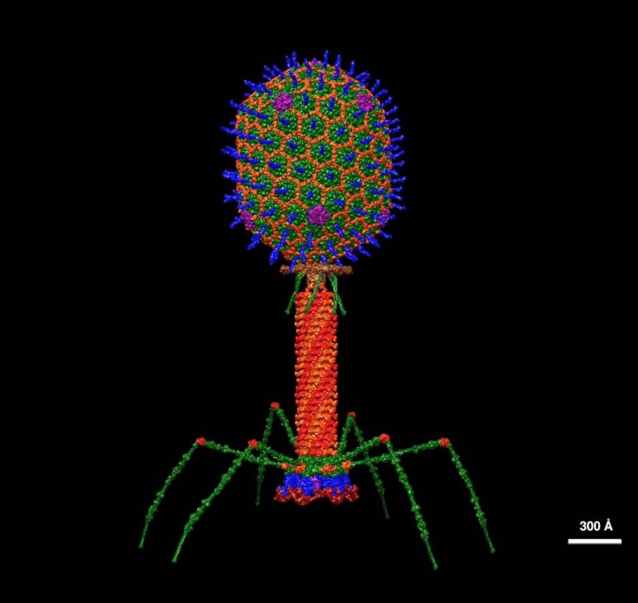 Modelo estructural de un fago con resolución atómica. / Victor Padilla-Sanchez / Wikipedia