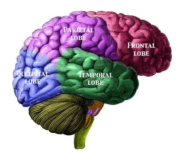 Primer ministro contrabando Lujo Neurocientíficos alcanzan un consenso sobre la forma en la que el cerebro  procesa el habla