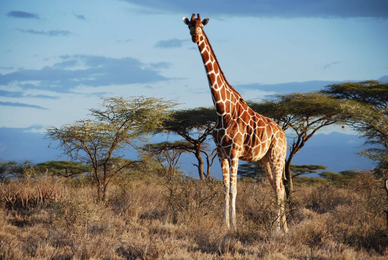 No hay una, sino cuatro especies de jirafas africanas