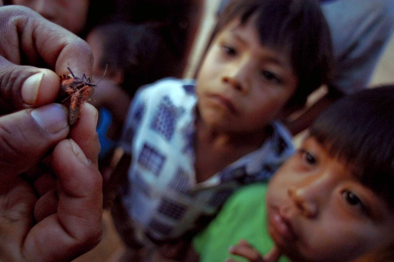 Niños bolivianos observan un triatonimo, insecto responsable de la transmisión de la enfermedad de Chagas. / Efe