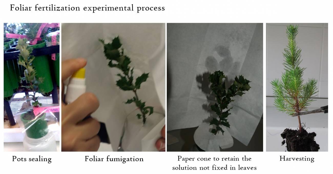 Proceso experimental de fertilización foliar.