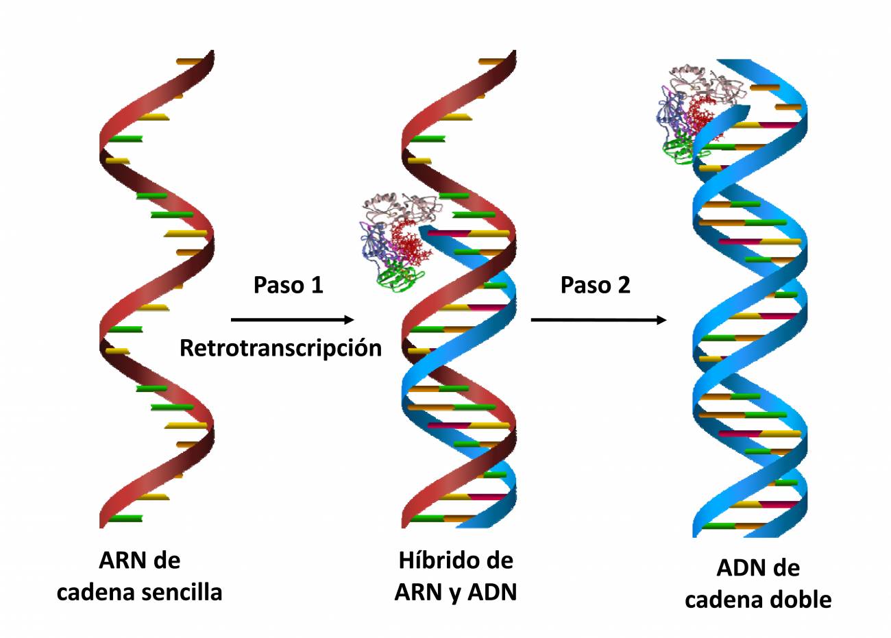 Gráfica que representa cómo la retrotranscripción permite pasar de ARN de cadena sencilla a ADN de cadena doble, en dos pasos.