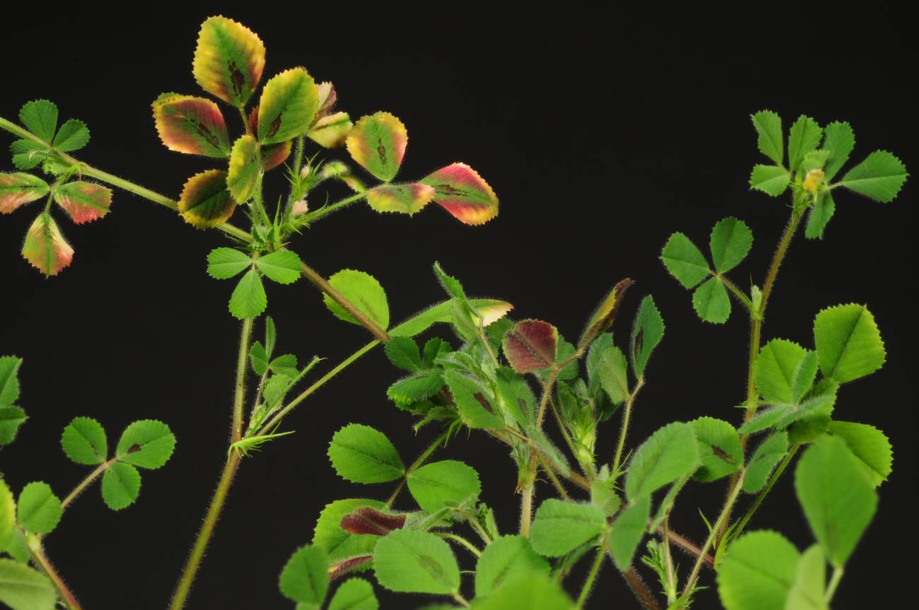 La nueva investigación se ha centrado en la fisiología de la planta Medicago truncatula, un organismo vegetal de referencia para los estudios sobre plantas leguminosas. Imagen: Karel Spruyt, VIB
