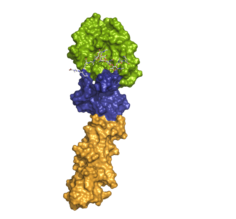 Estructura tridimesional de la proteína CbpF
