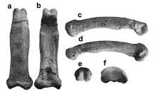 El trabajo se ha realizado a partir del estudio de las falanges del Pierolapithecus