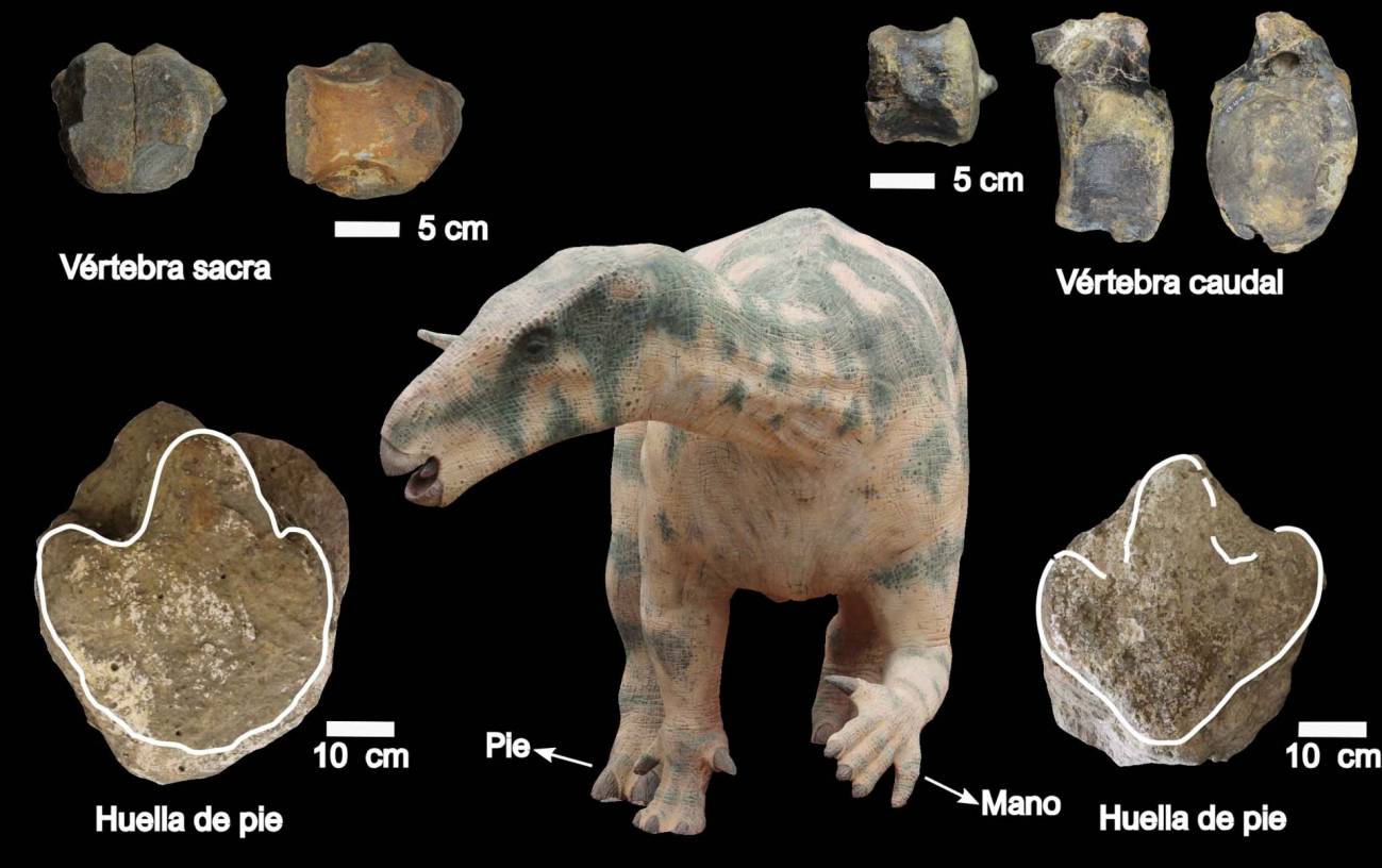 Nuevos fósiles en Teruel evidencian la locomoción cuadrúpeda de grandes  dinosaurios ornitópodos