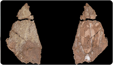 Cráneo del laberintodonte del Montseny, vista dorsal y ventral. Josep Fortuny. ICP