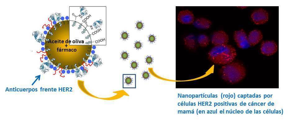 Estructura de las nanocápsulas / Fundación Descubre
