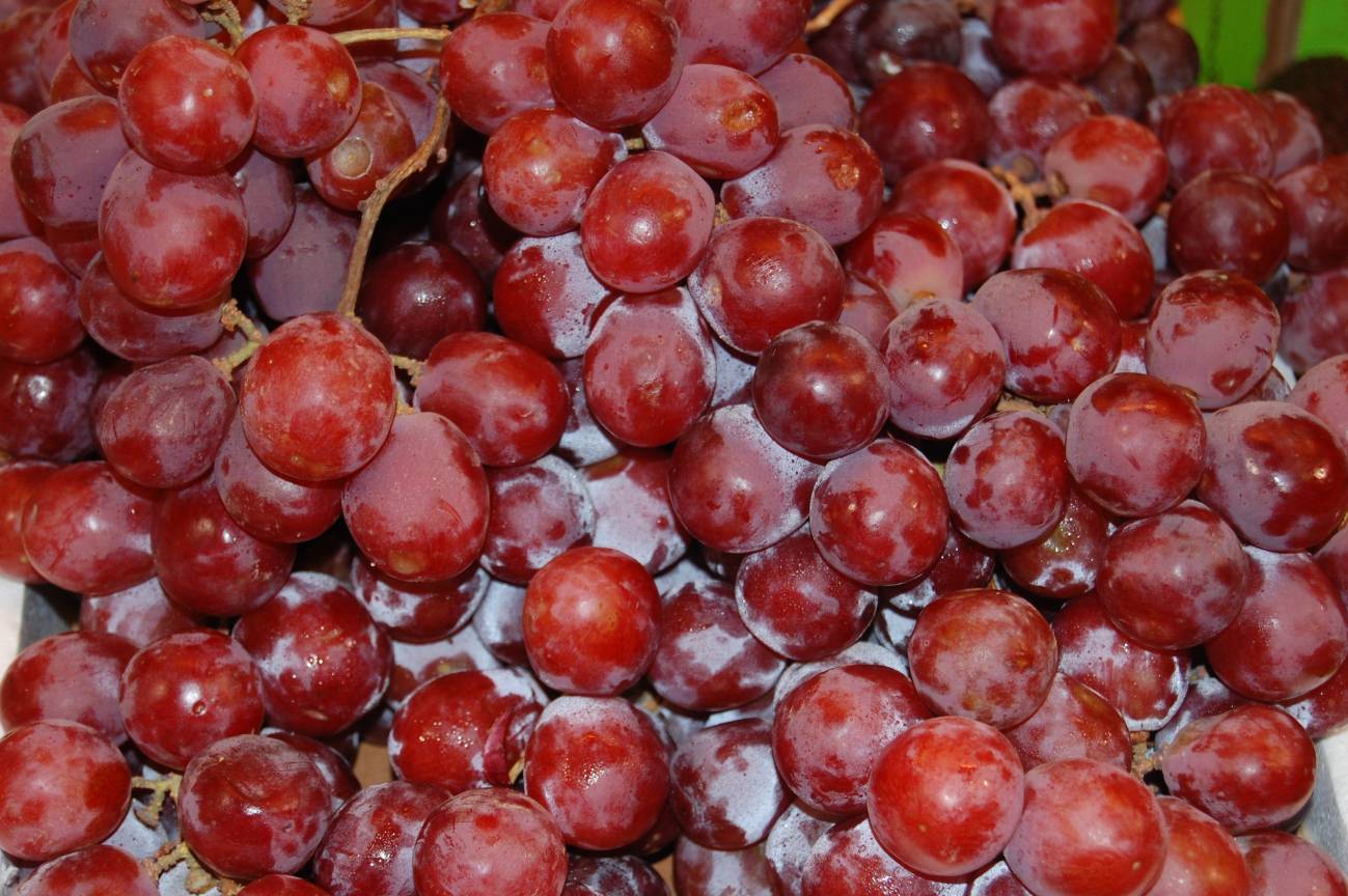Las uvas han sido sometidas a luz ultravioleta.