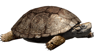 Reconstrucción de la tortuga /Polysternon isonae/, a partir de los restos fósiles encontrados en Isona  (Cataluña). Óscar Sanisidro.
