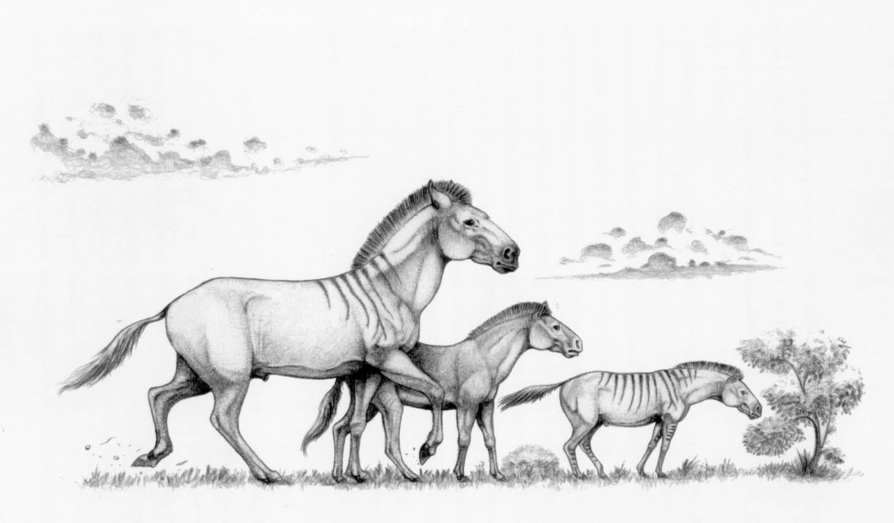Recreación de tres formas distintas del caballo enano Hipparion