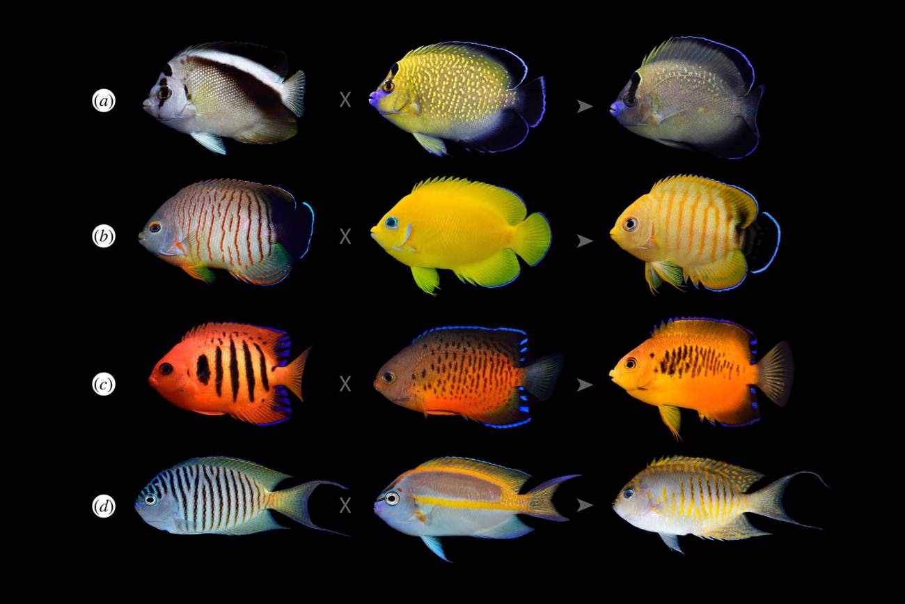 Unir Perspicaz Antemano Por qué algunos peces tropicales se están volviendo más coloridos