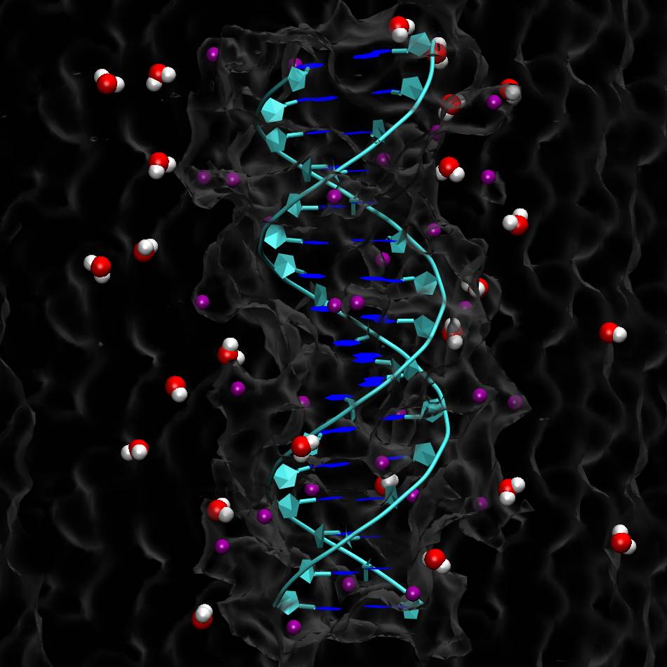 Por qué el ADN se enrolla al estirarlo y el ARN doble se desenrolla
